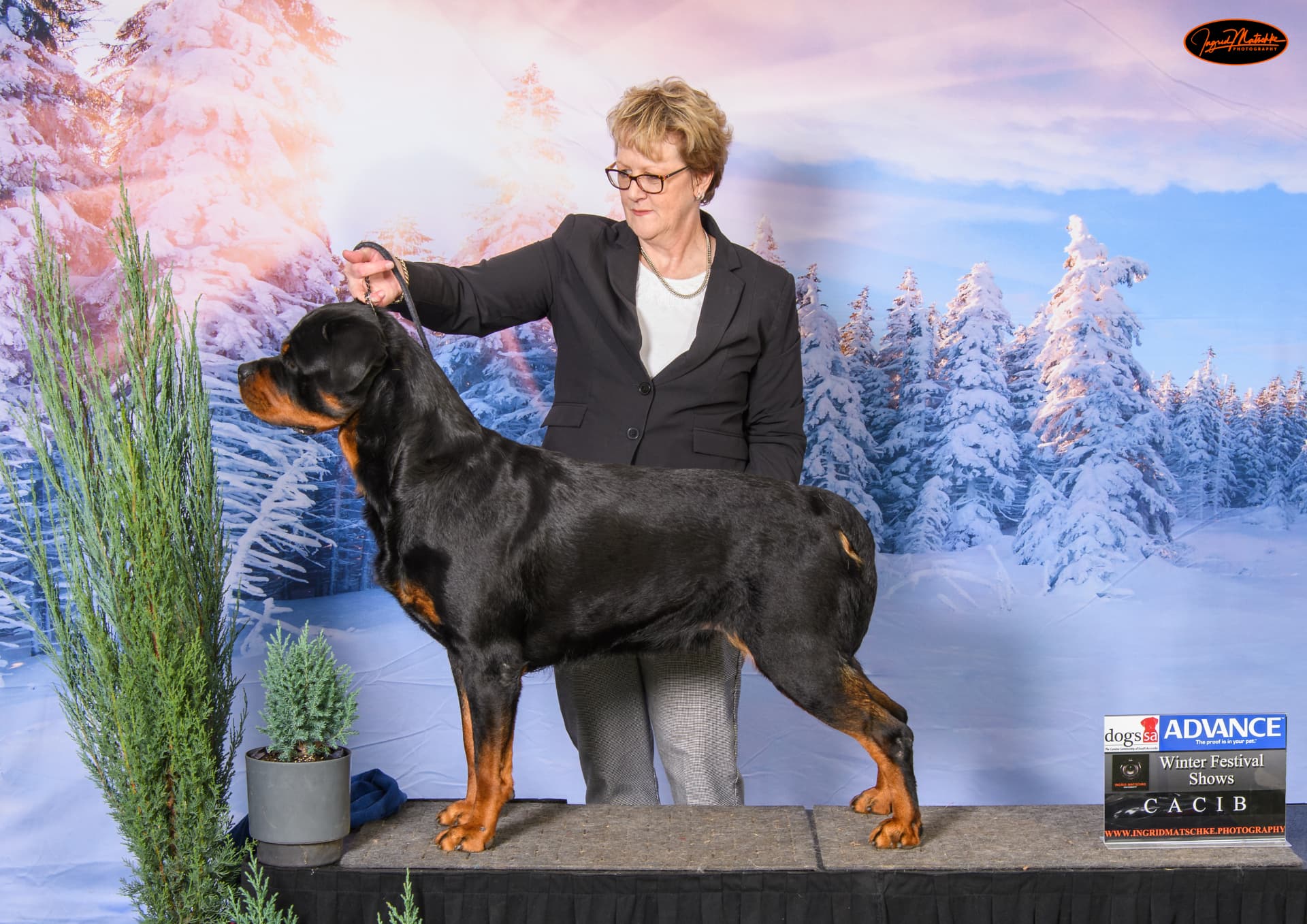 Maverick — Aust Grand Ch, CIB, A2O Ch (FCI Asia, Africa & Oceania) Schwartzhund Taylors Top Gun (AI)