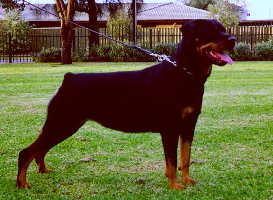 Cashel — Aust Ch Schwartzhund Cashel CD ET BH