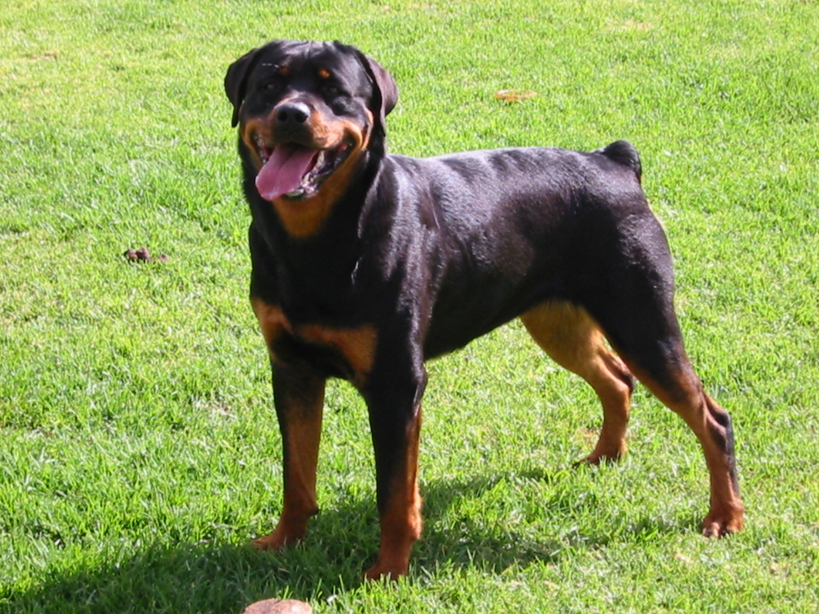 Ruby — Schwartzhund Ruby Lee