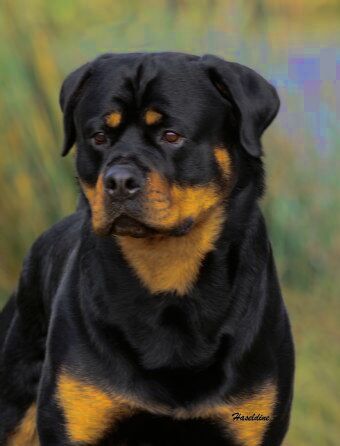 Moe — NRCA & Aust Ch Schwartzhund Aramis