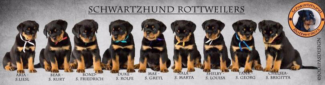 Nine Sound of Music litter Rottweiler puppies in a row — Aria (S.Liesl), Bear (S.Kurt), Bond (S.Friedrich), Duke (S.Rolfe), Mae (S.Gretl), Nala (S.Marta), Shelby (S.Louisa), Tank (S.Georg) and Chelsea (S.Brigitta).