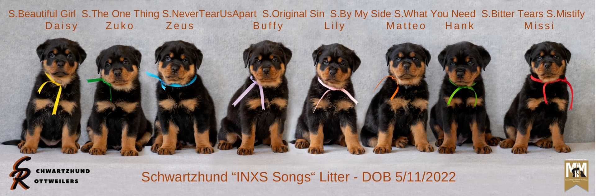 Eight INXS Songs litter Rottweiler puppies in a row — Daisy (S.Beautiful Girl), Zuko (S.The One Thing), Zeus (S.NeverTearUsApart), Buffy (S.Original Sin), Lily (S.By My Side), Matteo (S.What You Need), Hank (S.Bitter Tears) and Missi (S.Mistify).