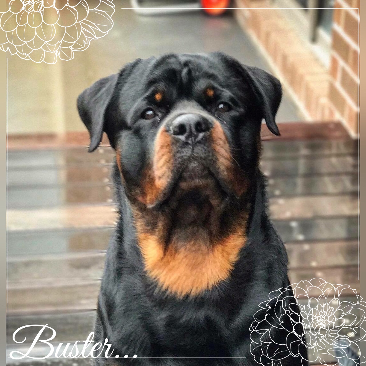 Buster — Schwartzhund Taylors Top Choice (AI)