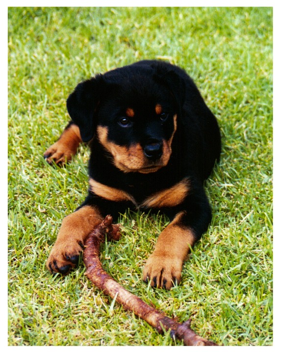 Cleo photo 2