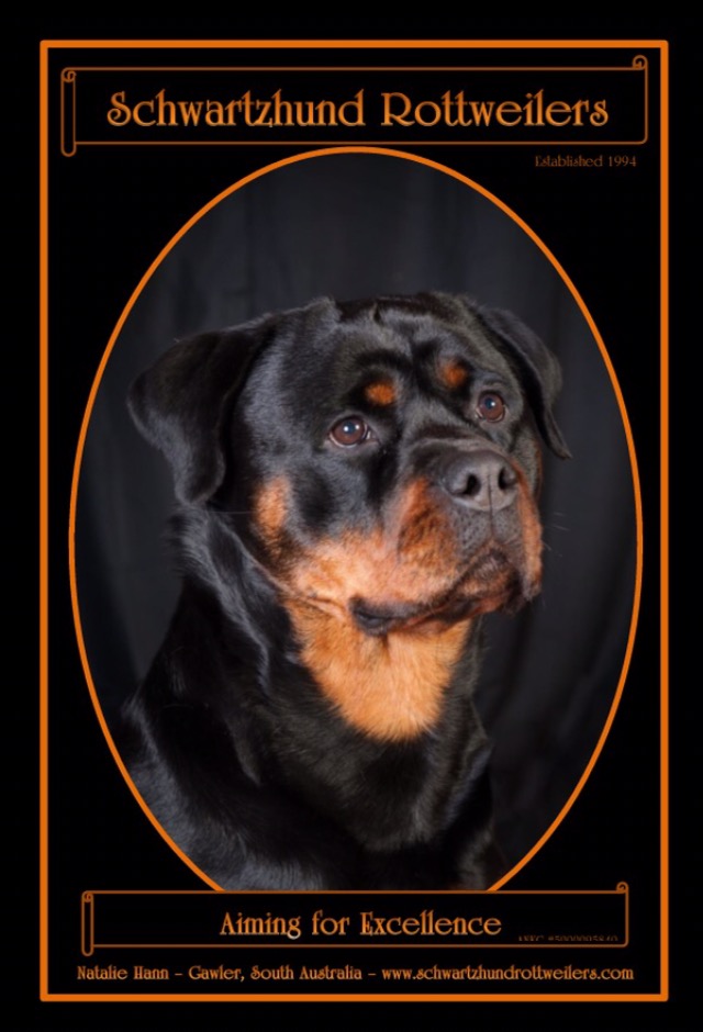 Mae — Aust Ch Schwartzhund Gretl