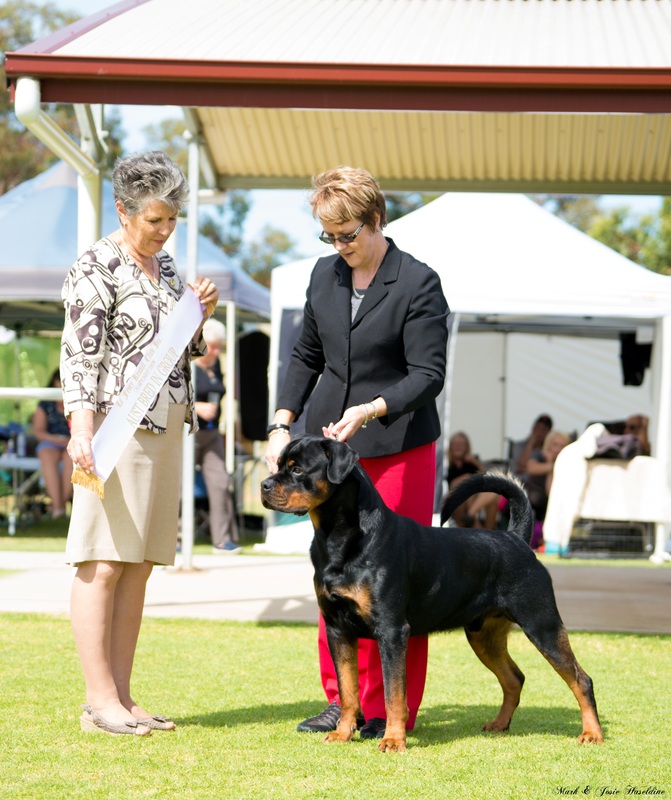 Bond — Aust Ch Schwartzhund Friedrich