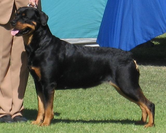 Cleo — Aust Ch Schwartzhund Einzelkind